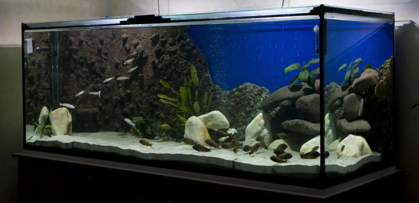 Rated #77: 220 Gallons Freshwater Fish Tank - 200 gals Rated #77: 220 Gallons Freshwater Fish Tank - 200 gals