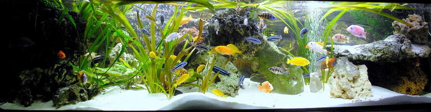 Rated #10: 132 Gallons Freshwater Fish Tank - My best TV chanell Rated #10: 132 Gallons Freshwater Fish Tank - My best TV chanell