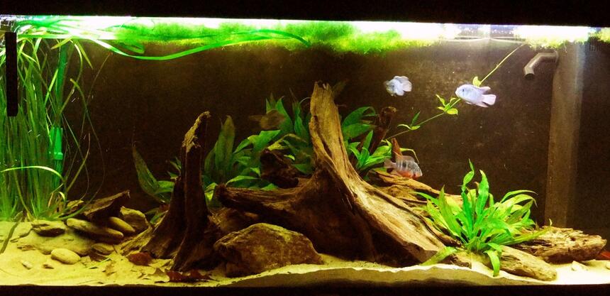 Rated #35: 55 Gallons Freshwater Fish Tank - My South American themeed Cichlid tank
I have:
3 blue acara
2 Firemouth (pair)
2 Black Ghost Knifefish
1 Royal L190 Panaque Rated #35: 55 Gallons Freshwater Fish Tank - My South American themeed Cichlid tank
I have:
3 blue acara
2 Firemouth (pair)
2 Black Ghost Knifefish
1 Royal L190 Panaque