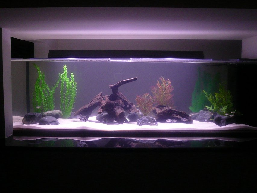 Rated #91: 150 Gallons Freshwater Fish Tank - Frontosa Tank (with Blue Red-Tailed Tetras)