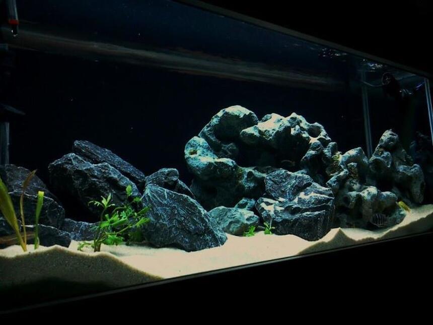 Rated #10: 80 Gallons Freshwater Fish Tank - Just finished setting up my rift tank and would like to share with the world! Ive been addicted to cichlids and have been caring for them for about 5 years now. Rated #10: 80 Gallons Freshwater Fish Tank - Just finished setting up my rift tank and would like to share with the world! Ive been addicted to cichlids and have been caring for them for about 5 years now.