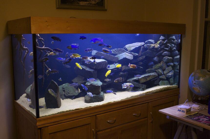 Rated #24: 250 Gallons Freshwater Fish Tank - 800L Malawi Mbuna setup Rated #24: 250 Gallons Freshwater Fish Tank - 800L Malawi Mbuna setup