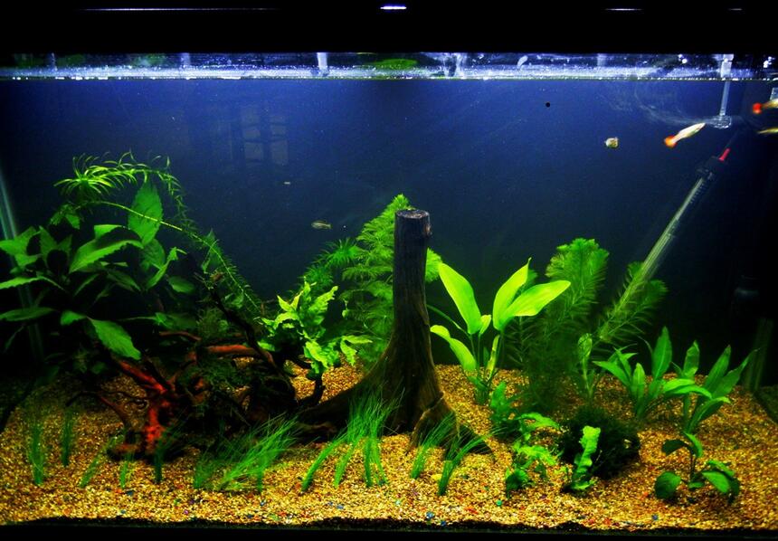 Rated #33: 90 Gallons Freshwater Fish Tank - Have a nice day! Rated #33: 90 Gallons Freshwater Fish Tank - Have a nice day!