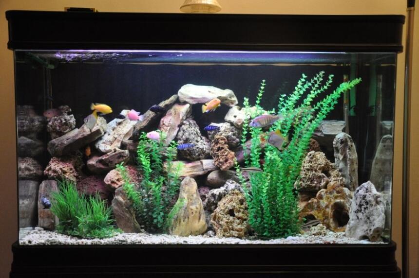 Rated #22: 100 Gallons Freshwater Fish Tank - 100 gallon fish tank Rated #22: 100 Gallons Freshwater Fish Tank - 100 gallon fish tank