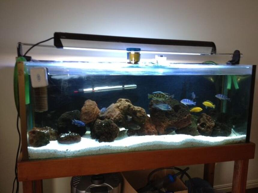Rated #35: 250 Gallons Freshwater Fish Tank - mY sICK TANK Rated #35: 250 Gallons Freshwater Fish Tank - mY sICK TANK