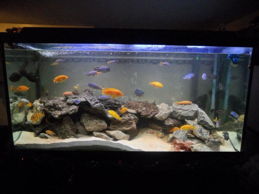 Rated #10: 90 Gallons Freshwater Fish Tank - Lake Malawi Mbuna Reef Tank
90 Gal
48"x18"x24"
Hard Water with salt buffer
200lbs of various real rock
aragonite, crushed coral and live sand mix
1 flourescent tube
3 LED light bubblers
1 bubble snake
Rena Digital Heater
XP3 canister filter
LED Day/Moon light
Deep Water airpump
Day/Night Timer
Residents
Red Zebra
Yellow Zebra
Yellow Lab
Red Top Kimpuna
Yellow Tail Acei
Kenyi
Afra Cobue
Albino Socolofi
Mixed Blue
Kimpuna/Yellow Lab mix
Yellow Zebra/Red Zebra Mix
Elec Blue Hap Male
Sturtigranti Peacock Female
Black Zebra Convict
Pink Convict
Albino Chinese Algae Eater
Sail FIn Pleco
Bristlenose Pleco
Weather loach Rated #10: 90 Gallons Freshwater Fish Tank - Lake Malawi Mbuna Reef Tank
90 Gal
48"x18"x24"
Hard Water with salt buffer
200lbs of various real rock
aragonite, crushed coral and live sand mix
1 flourescent tube
3 LED light bubblers
1 bubble snake
Rena Digital Heater
XP3 canister filter
LED Day/Moon light
Deep Water airpump
Day/Night Timer
Residents
Red Zebra
Yellow Zebra
Yellow Lab
Red Top Kimpuna
Yellow Tail Acei
Kenyi
Afra Cobue
Albino Socolofi
Mixed Blue
Kimpuna/Yellow Lab mix
Yellow Zebra/Red Zebra Mix
Elec Blue Hap Male
Sturtigranti Peacock Female
Black Zebra Convict
Pink Convict
Albino Chinese Algae Eater
Sail FIn Pleco
Bristlenose Pleco
Weather loach
