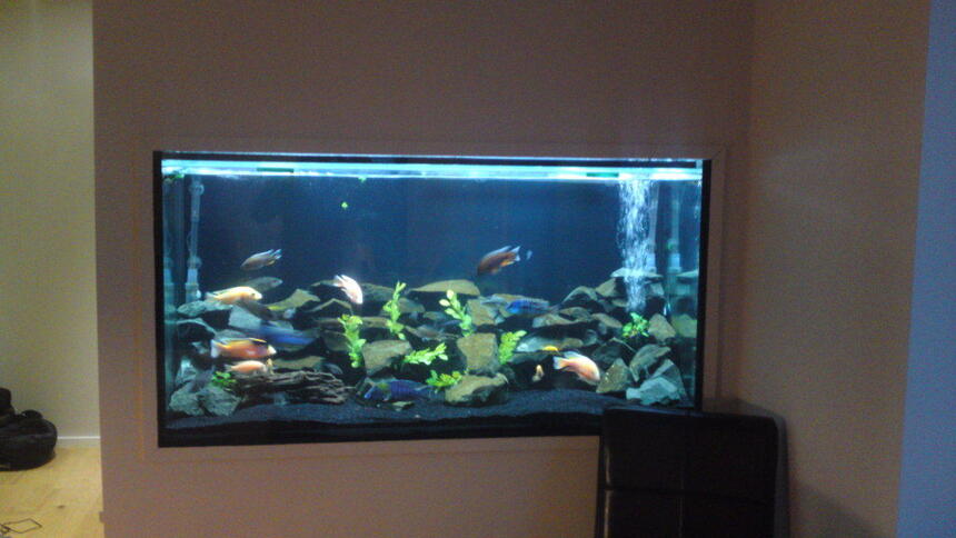 Rated #17: 84 Gallons Freshwater Fish Tank - my tank Rated #17: 84 Gallons Freshwater Fish Tank - my tank