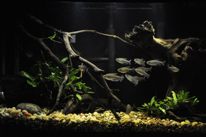 Rated #2: 29 Gallons Freshwater Fish Tank - 29gal, I like it, but can Rated #2: 29 Gallons Freshwater Fish Tank - 29gal, I like it, but can't wait to go bigger!