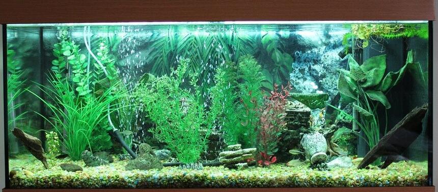 Rated #51: 50 Gallons Freshwater Fish Tank - Freshwater tank, 180 Liter, no live plants. Rated #51: 50 Gallons Freshwater Fish Tank - Freshwater tank, 180 Liter, no live plants.
