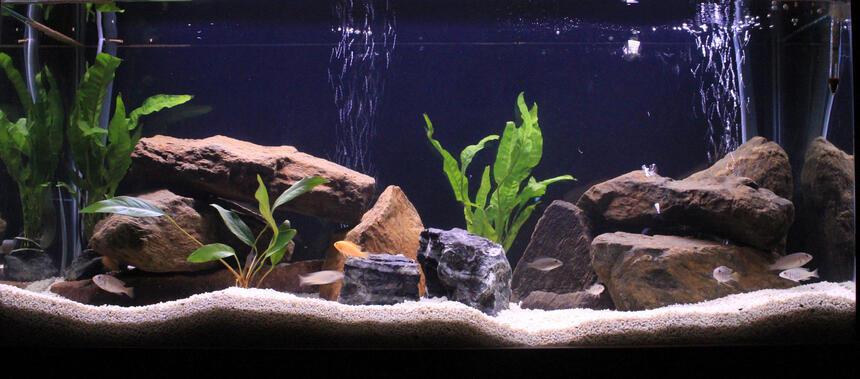 Rated #4: 50 Gallons Freshwater Fish Tank - March Rated #4: 50 Gallons Freshwater Fish Tank - March's Malawi Tank