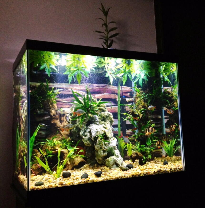 Rated #36: 54 Gallons Freshwater Fish Tank - 55 tall "river" themed tank Rated #36: 54 Gallons Freshwater Fish Tank - 55 tall "river" themed tank