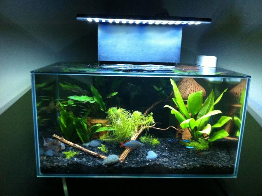 Rated #69: 6 Gallons Freshwater Fish Tank - Fluval edge After Led Mod Rated #69: 6 Gallons Freshwater Fish Tank - Fluval edge After Led Mod