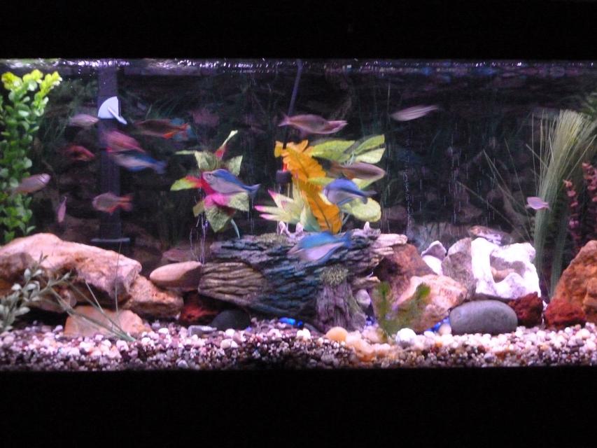 Rated #94: 55 Gallons Freshwater Fish Tank - Fish paradise but still working on it. Rated #94: 55 Gallons Freshwater Fish Tank - Fish paradise but still working on it.