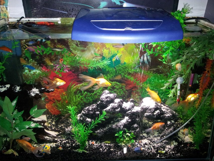 Rated #82: 26 Gallons Freshwater Fish Tank - lol gotta pickup a nice l.e.d
lighting system@moment using old lid
for light lol really bright tho :)