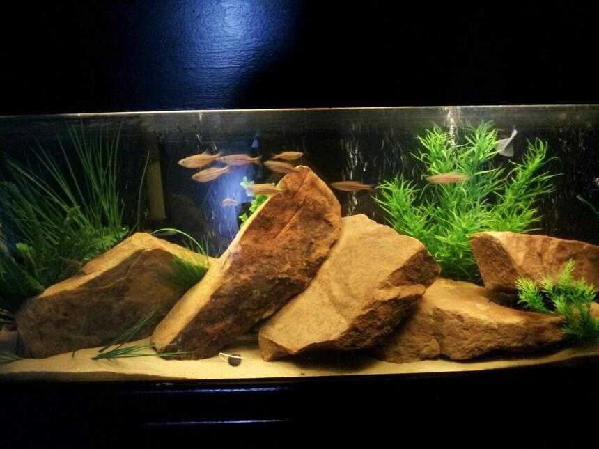 Rated #84: Freshwater Fish Tank - 55 Gallon. Sand, Sandstone, and fake plants. Ten Giant Danios and Four Polka Dot Loaches. Rated #84: Freshwater Fish Tank - 55 Gallon. Sand, Sandstone, and fake plants. Ten Giant Danios and Four Polka Dot Loaches.