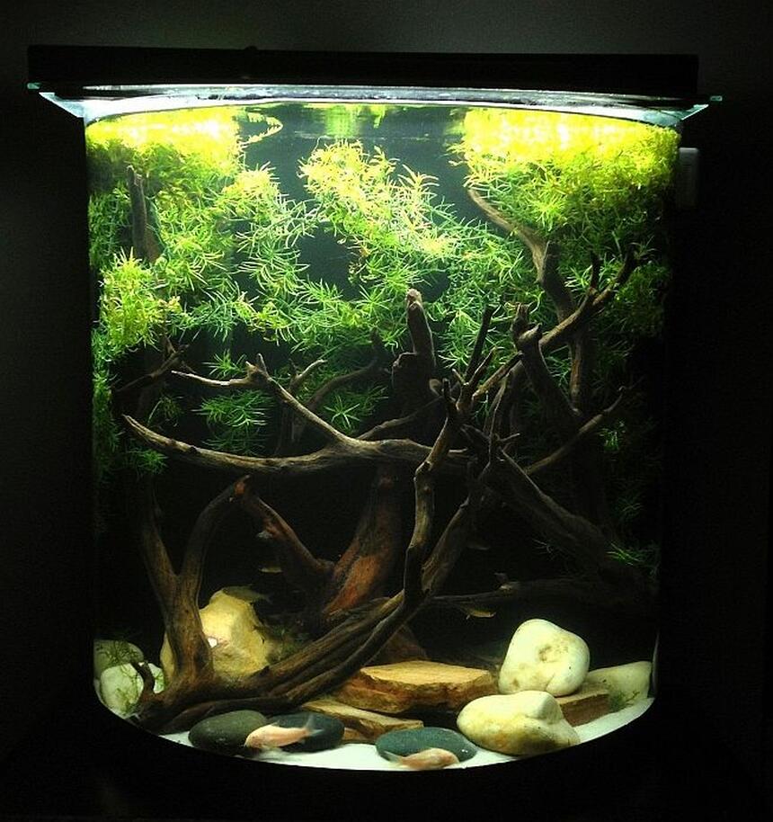 Rated #54: 20 Gallons Freshwater Fish Tank - 20 Gallon Tank Rated #54: 20 Gallons Freshwater Fish Tank - 20 Gallon Tank