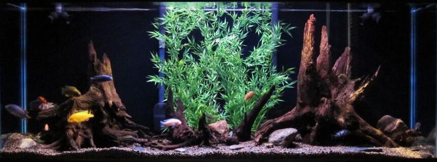 Rated #42: 150 Gallons Freshwater Fish Tank - 150g african cichlid tank Rated #42: 150 Gallons Freshwater Fish Tank - 150g african cichlid tank