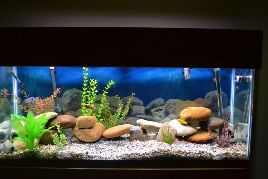 Rated #70: 55 Gallons Freshwater Fish Tank - 55 gal Malawi Rated #70: 55 Gallons Freshwater Fish Tank - 55 gal Malawi