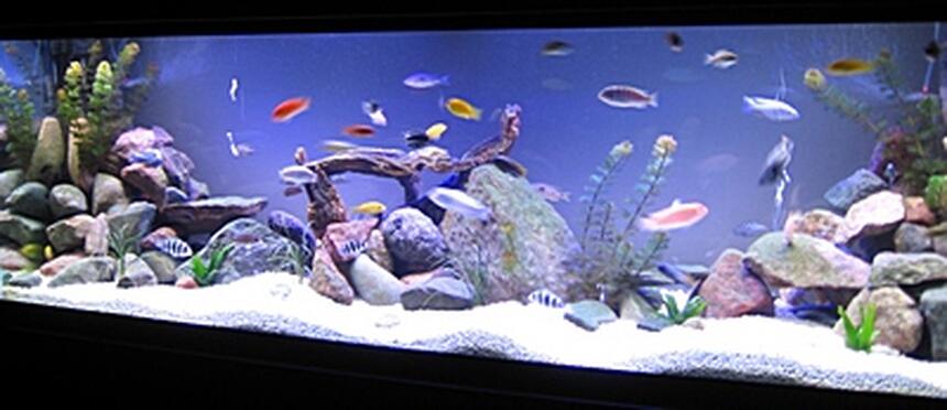 Rated #4: 140 Gallons Freshwater Fish Tank - 140g Rated #4: 140 Gallons Freshwater Fish Tank - 140g