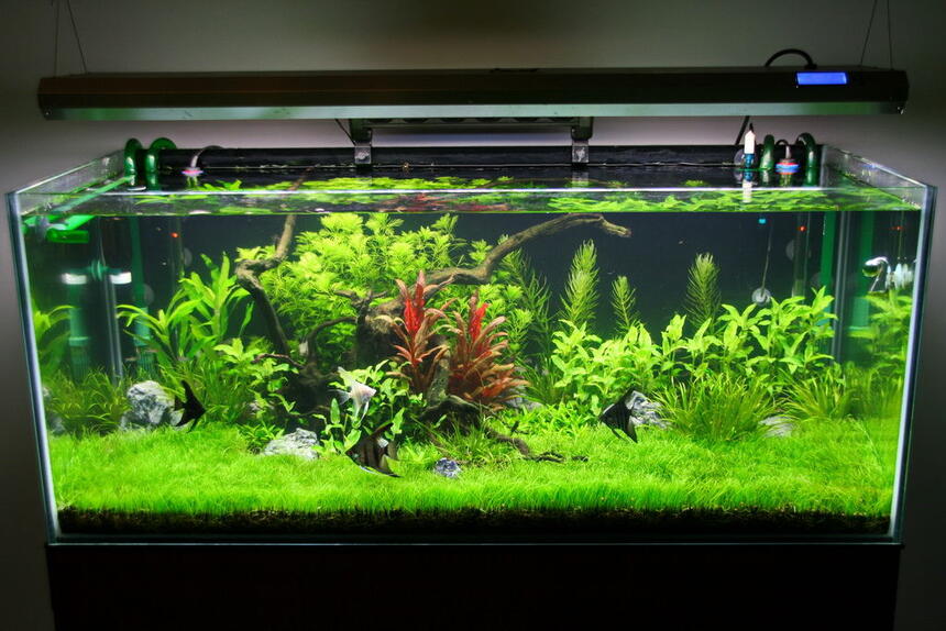 Rated #5: 80 Gallons Freshwater Fish Tank - 2 months of age Rated #5: 80 Gallons Freshwater Fish Tank - 2 months of age