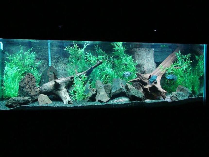 Rated #6: 200 Gallons Freshwater Fish Tank - 200 Gallon Boyu tank
African Cichlid Rated #6: 200 Gallons Freshwater Fish Tank - 200 Gallon Boyu tank
African Cichlid