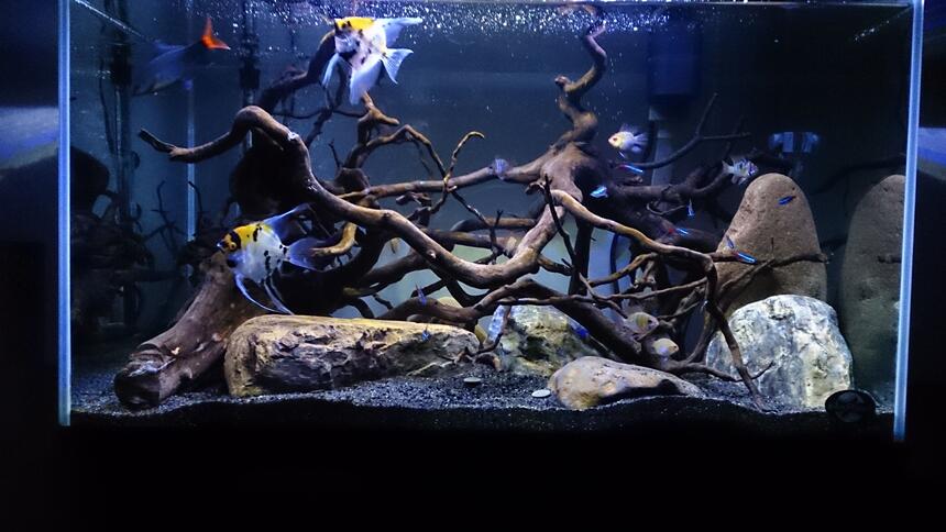 Rated #3: 40 Gallons Freshwater Fish Tank - 150ltr blue planet \ Rated #3: 40 Gallons Freshwater Fish Tank - 150ltr blue planet 'hardscape' tank