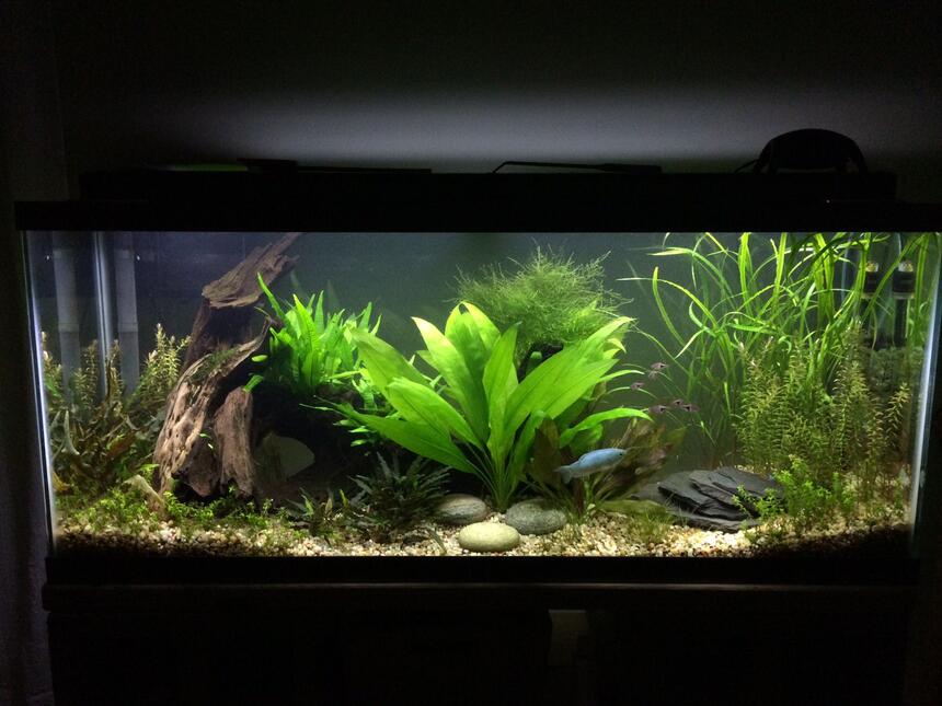 Rated #8: 55 Gallons Freshwater Fish Tank Rated #8: 55 Gallons Freshwater Fish Tank