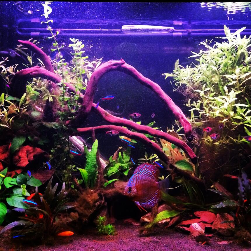 Rated #62: 75 Gallons Freshwater Fish Tank - My planted tank Rated #62: 75 Gallons Freshwater Fish Tank - My planted tank