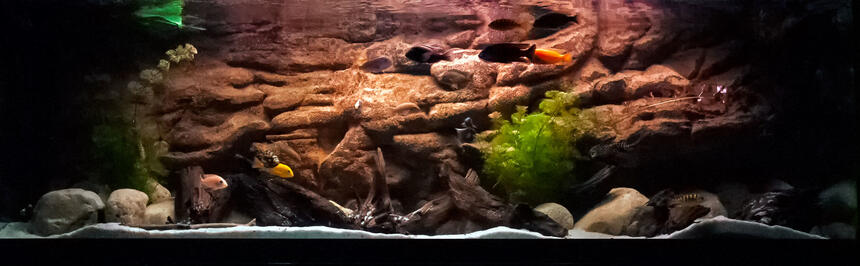 Rated #7: 125 Gallons Freshwater Fish Tank - 125 g african cichlid. Rated #7: 125 Gallons Freshwater Fish Tank - 125 g african cichlid.