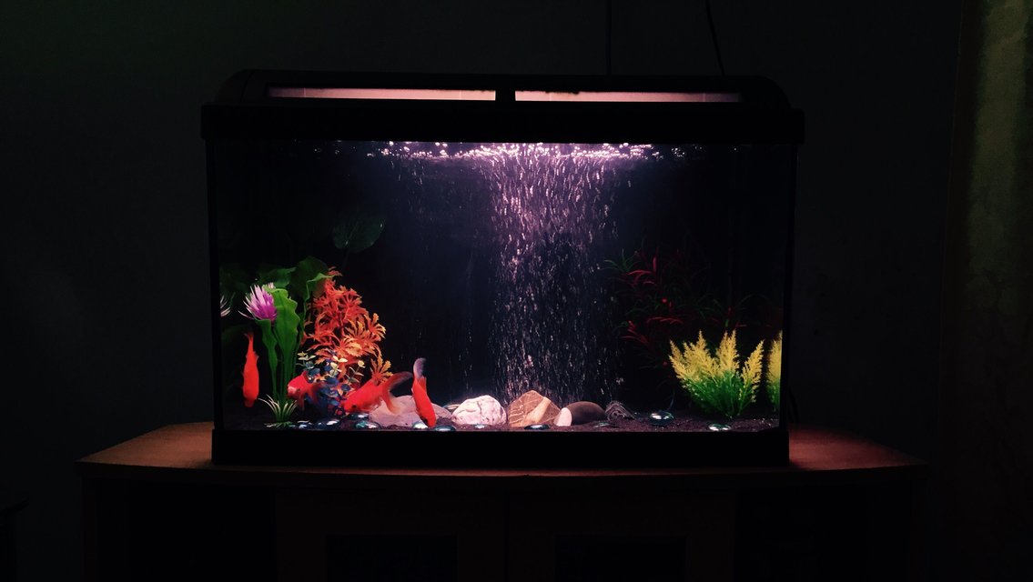 Rated #73: 70 Gallons Freshwater Fish Tank - Fresh water goldfish tank