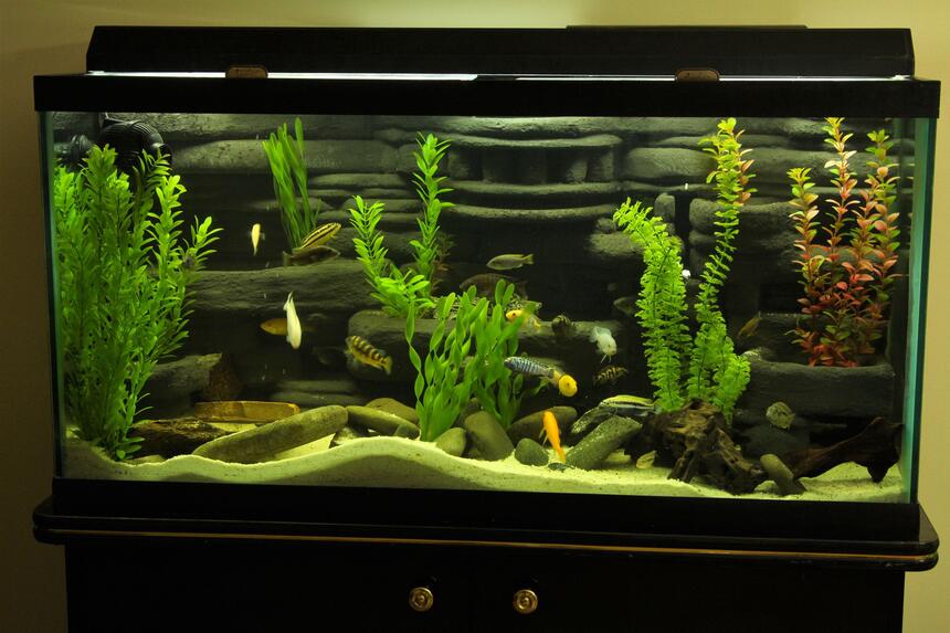 Rated #66: 95 Gallons Freshwater Fish Tank - My 95 Gallon DIY 3D background setup Rated #66: 95 Gallons Freshwater Fish Tank - My 95 Gallon DIY 3D background setup