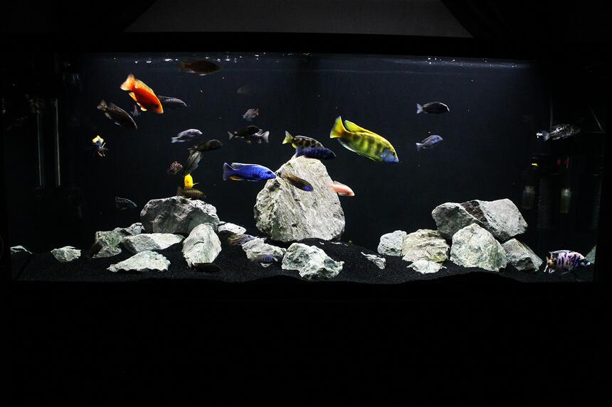 Rated #81: 120 Gallons Freshwater Fish Tank - My 120g African Cichlid Peacock / Hap Show Tank with a few odd balls! :D Rated #81: 120 Gallons Freshwater Fish Tank - My 120g African Cichlid Peacock / Hap Show Tank with a few odd balls! :D