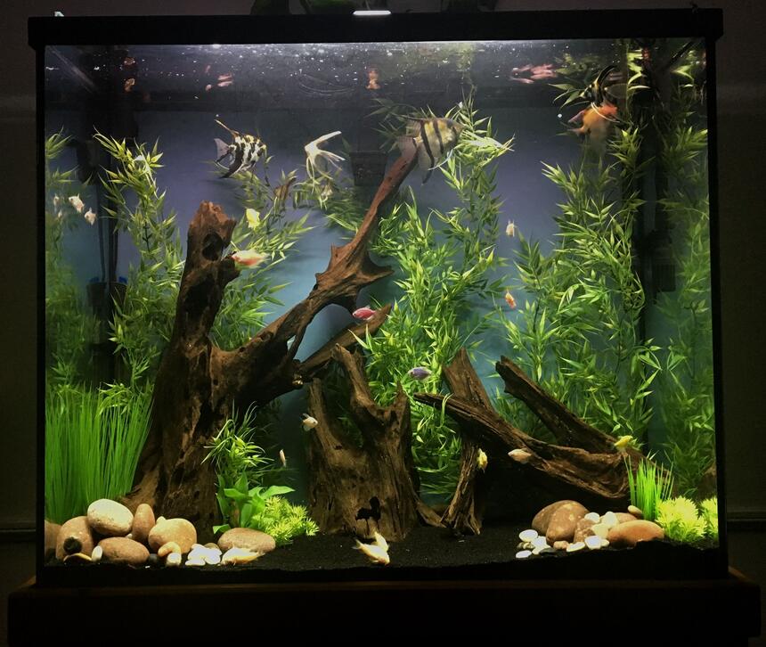 Rated #83: 70 Gallons Freshwater Fish Tank - 70 gallon tall unplanted community tank Rated #83: 70 Gallons Freshwater Fish Tank - 70 gallon tall unplanted community tank