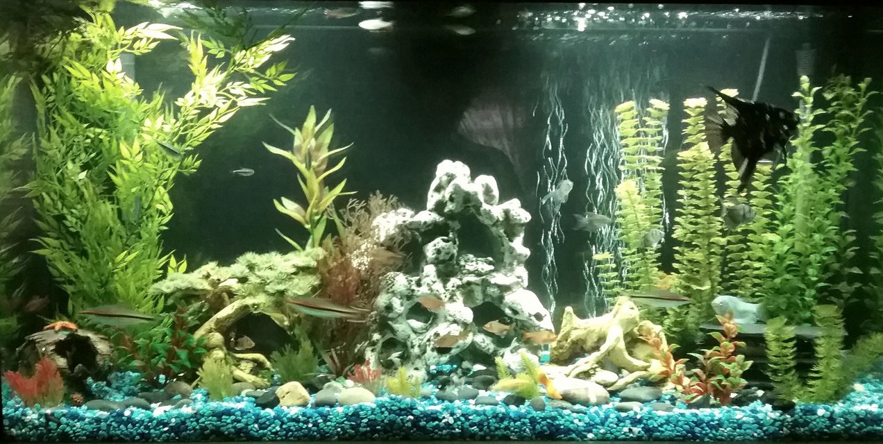 Rated #43: 65 Gallons Freshwater Fish Tank - 60 gallon freshwater tank with fake plants.
5 bloodthin tetras
4 black neon tetras
1 angel fish
3 platys
5 Cory cats
3 Dennison Barb's
3 cherry Barb's
2 algae eaters
4 black skirt tetras
6 red minor tetras
4 gouramis