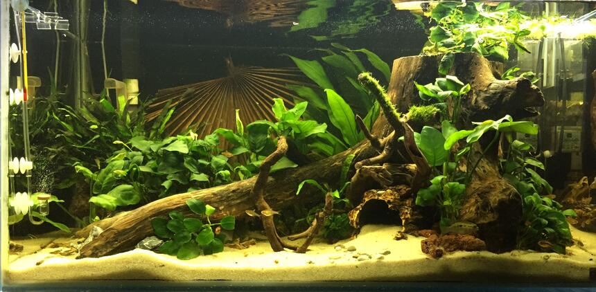 Rated #8: 120 Gallons Freshwater Fish Tank - My West African Rated #8: 120 Gallons Freshwater Fish Tank - My West African