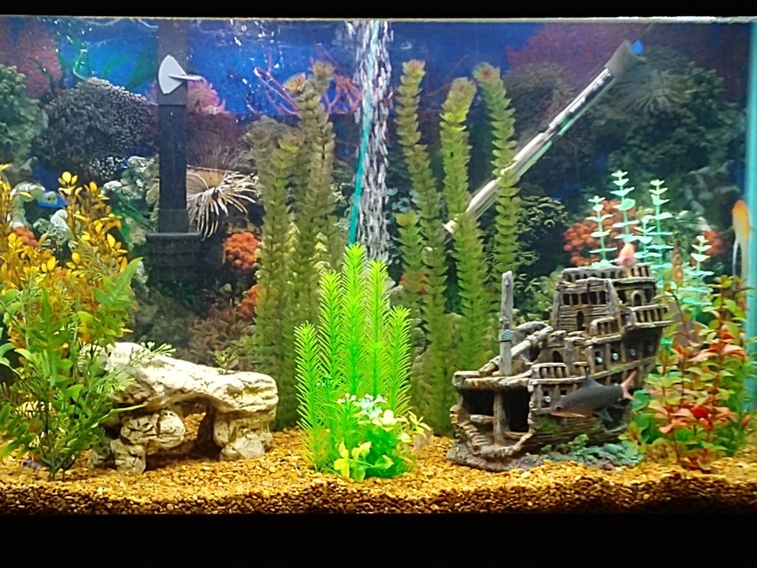 Rated #41: 65 Gallons Freshwater Fish Tank - Taylor Ocean Rated #41: 65 Gallons Freshwater Fish Tank - Taylor Ocean