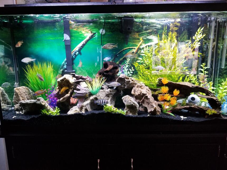 Rated #7: 60 Gallons Freshwater Fish Tank - Fish paradise Rated #7: 60 Gallons Freshwater Fish Tank - Fish paradise