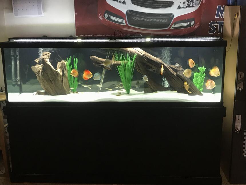 Rated #90: 125 Gallons Freshwater Fish Tank - 125 discus tank Rated #90: 125 Gallons Freshwater Fish Tank - 125 discus tank