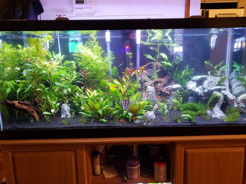 Rated #10: 75 Gallons Freshwater Fish Tank - 2 months in Rated #10: 75 Gallons Freshwater Fish Tank - 2 months in