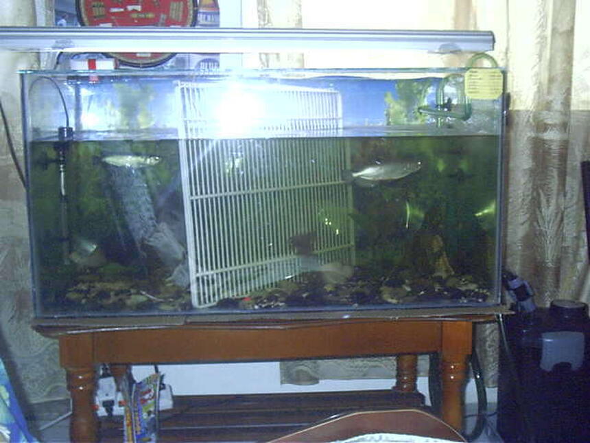 Rated #4248: 300 Gallons Freshwater Fish Tank - hh Rated #4248: 300 Gallons Freshwater Fish Tank - hh