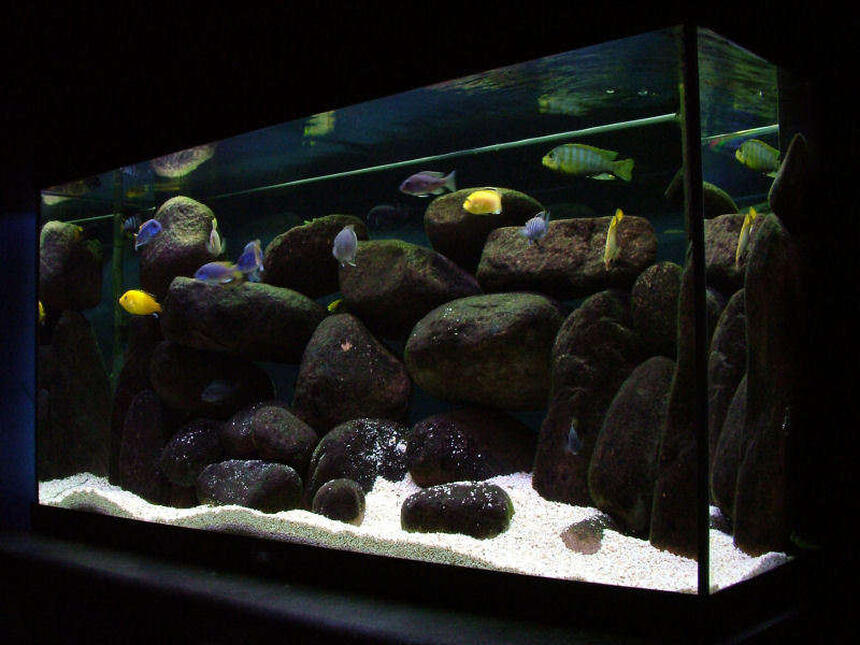 Rated #7: 50 Gallons Freshwater Fish Tank - 55 Gallon mbuna tank: Pseudotropheus sp. elongatus Mpanga, Labidochromis Caeruleus, Metriaclima sp. "Aurora Yellow" , Cynotilapia afra (Cobue), Pseudotropheus sp. "Acei" (Msuli) Rated #7: 50 Gallons Freshwater Fish Tank - 55 Gallon mbuna tank: Pseudotropheus sp. elongatus Mpanga, Labidochromis Caeruleus, Metriaclima sp. "Aurora Yellow" , Cynotilapia afra (Cobue), Pseudotropheus sp. "Acei" (Msuli)