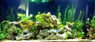 The Nutritional Needs of Freshwater Fish The Nutritional Needs of Freshwater Fish