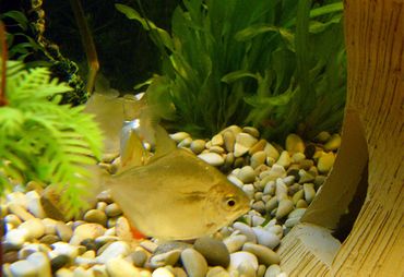 Summer Precautions for Freshwater Tanks - Keeping Your Tank from Overheating Summer Precautions for Freshwater Tanks - Keeping Your Tank from Overheating