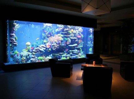 175 gallons saltwater fish tank (mostly fish, little/no live coral) - 8000g fish only 175 gallons saltwater fish tank (mostly fish, little/no live coral) - 8000g fish only