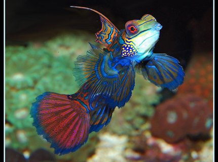 view all top ten saltwater fish - saltwater fish - synchiropus splendidus - green mandarin stocking in 135 gallons tank - A pic of my Green mandarin fully exposed. view all top ten saltwater fish - saltwater fish - synchiropus splendidus - green mandarin stocking in 135 gallons tank - A pic of my Green mandarin fully exposed.