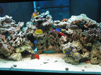 view all top ten saltwater fish tanks - 125 gallons saltwater fish tank (mostly fish, little/no live coral) - 125 G with over 100 pounds live rocks.30G sump. ASM G 2 skimmer.with various fishes Queen, Flame, Naso Tang, Blue face, fox face, nemos, dories, box...etc....... view all top ten saltwater fish tanks - 125 gallons saltwater fish tank (mostly fish, little/no live coral) - 125 G with over 100 pounds live rocks.30G sump. ASM G 2 skimmer.with various fishes Queen, Flame, Naso Tang, Blue face, fox face, nemos, dories, box...etc.......