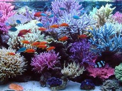 view all top ten reef tanks - 210 gallons reef tank (mostly live coral and fish) - full view view all top ten reef tanks - 210 gallons reef tank (mostly live coral and fish) - full view