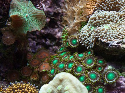 corals inverts - zoanthus sp. - colony polyp stocking in 37 gallons tank - Closeup section of my tank corals inverts - zoanthus sp. - colony polyp stocking in 37 gallons tank - Closeup section of my tank