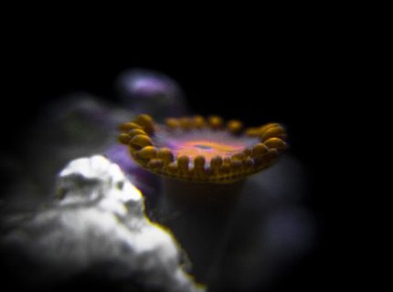 corals inverts - zoanthus sp. - bam bam orange zoanthid stocking in 90 gallons tank - Bam Bam orange Zoanthid corals inverts - zoanthus sp. - bam bam orange zoanthid stocking in 90 gallons tank - Bam Bam orange Zoanthid