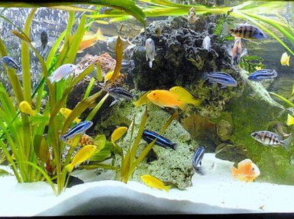 132 gallons freshwater fish tank (mostly fish and non-living decorations) - My best TV chanell 132 gallons freshwater fish tank (mostly fish and non-living decorations) - My best TV chanell